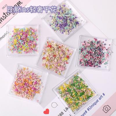 Colorful Mixed Real Natural Dry Flower